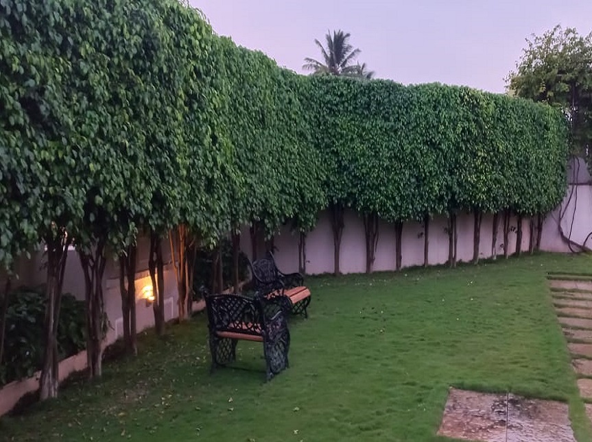 Greenscape Creation